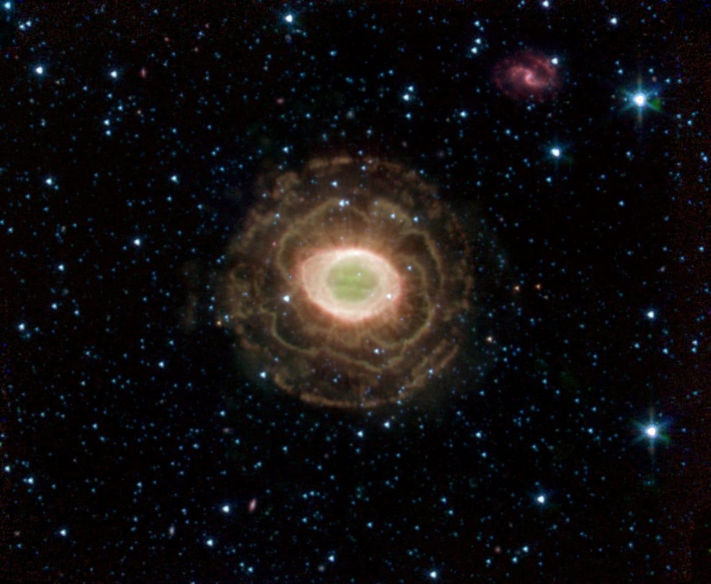 Ring Beholds a Delicate Flower